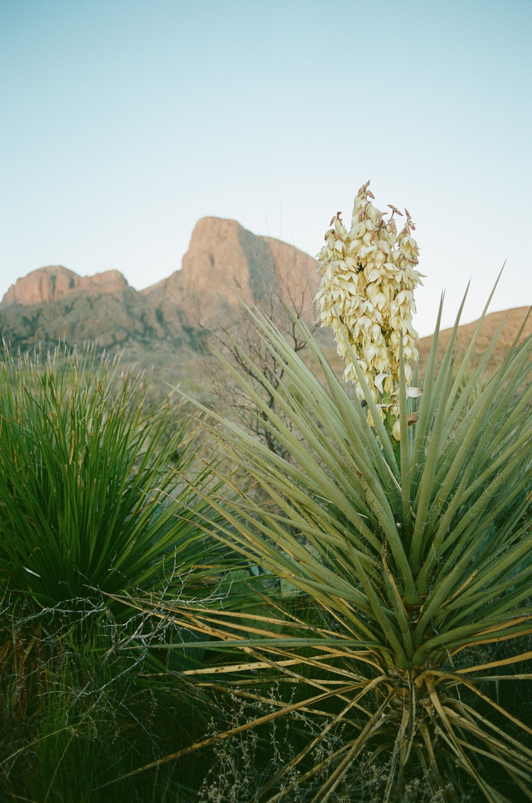 Film photo of a Torrey Yucca blooming in Big Bend, with Chisos Mountains in the background.
