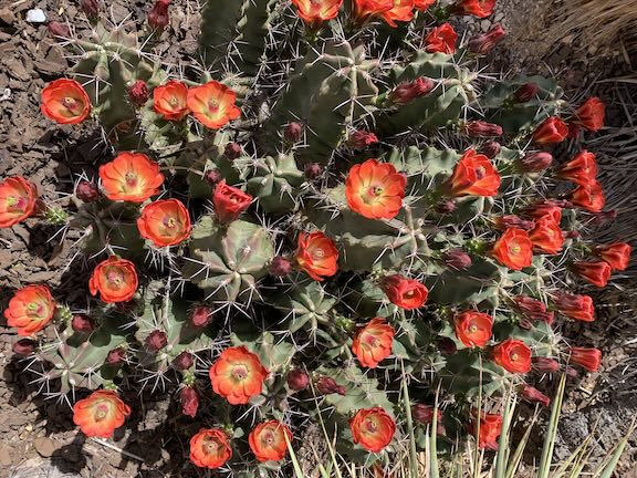 Healthy green cactus with vibrant red flowers in various states of bloom