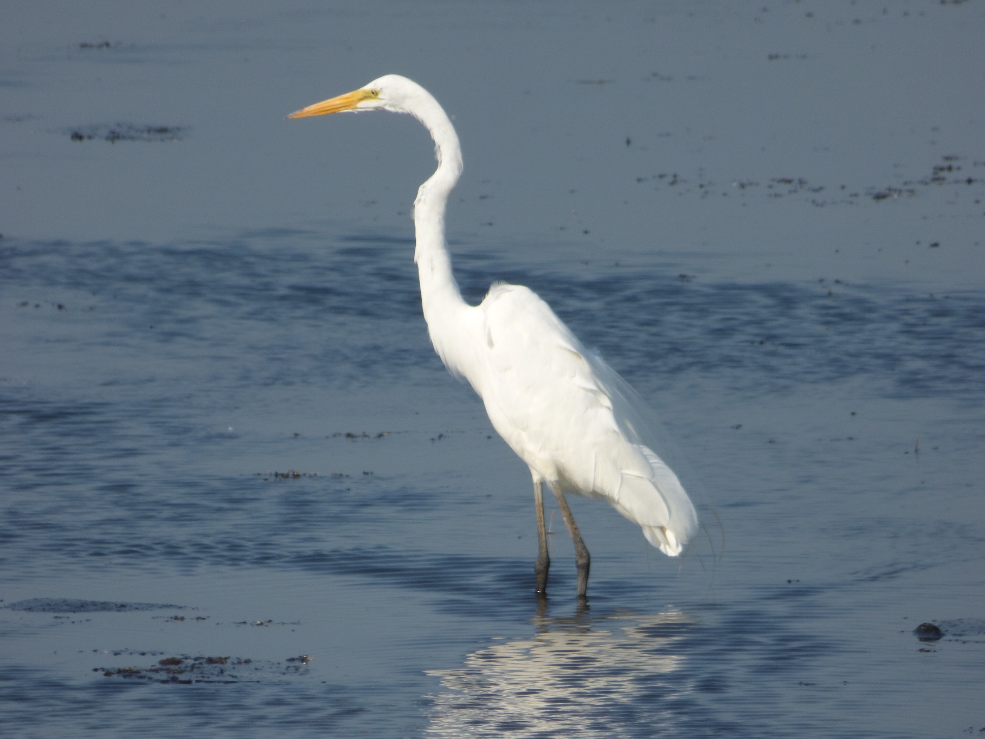 a Great Egret standing in water