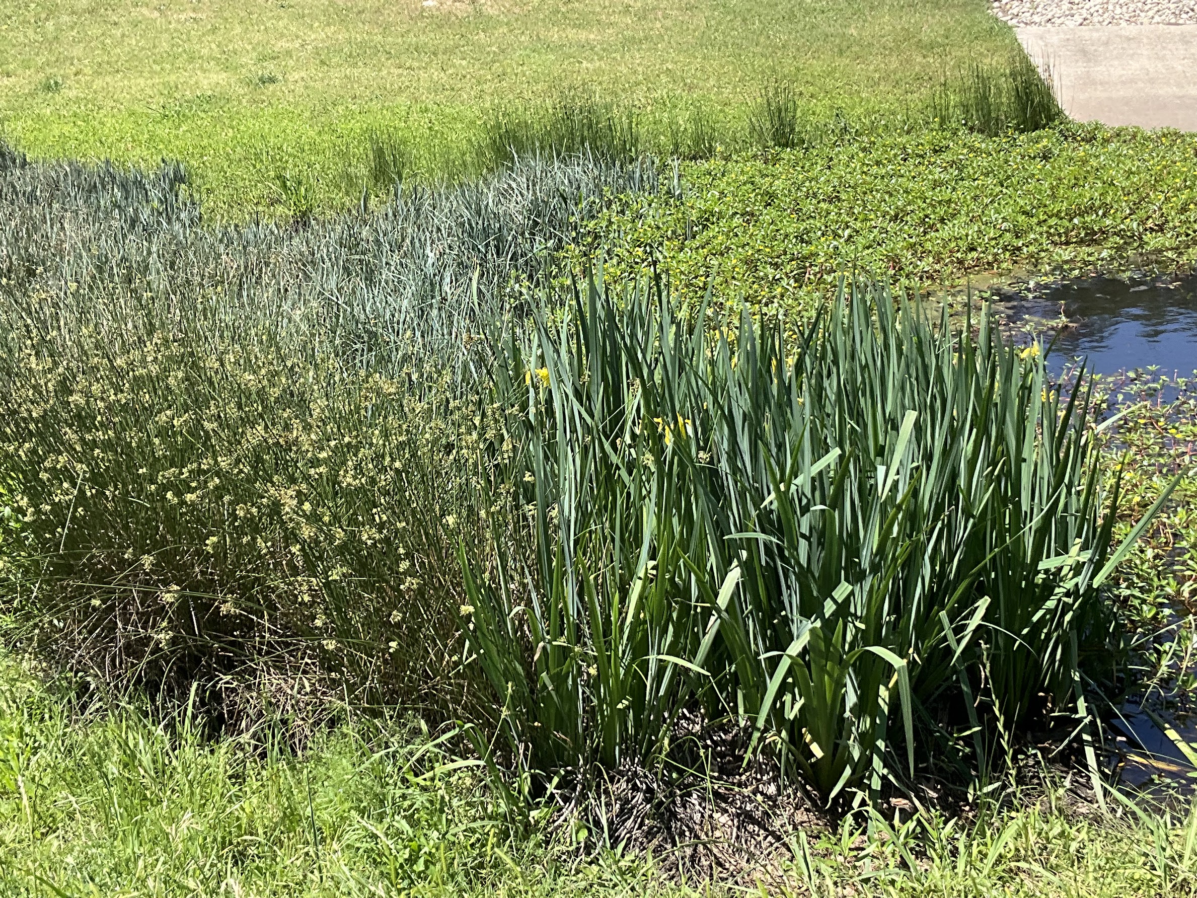 some of the plants thriving in the pond